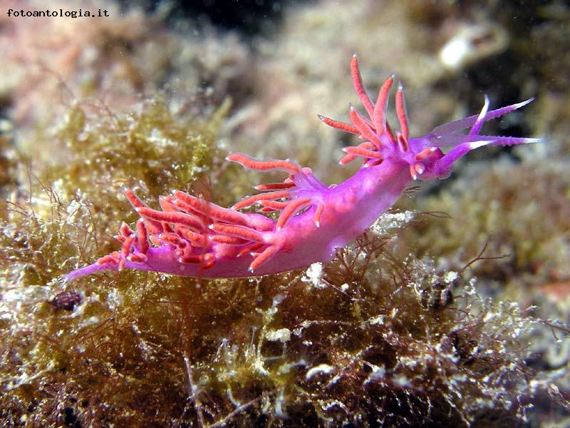 Flabellina