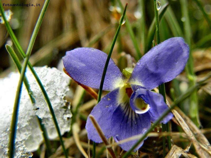 la prima viola