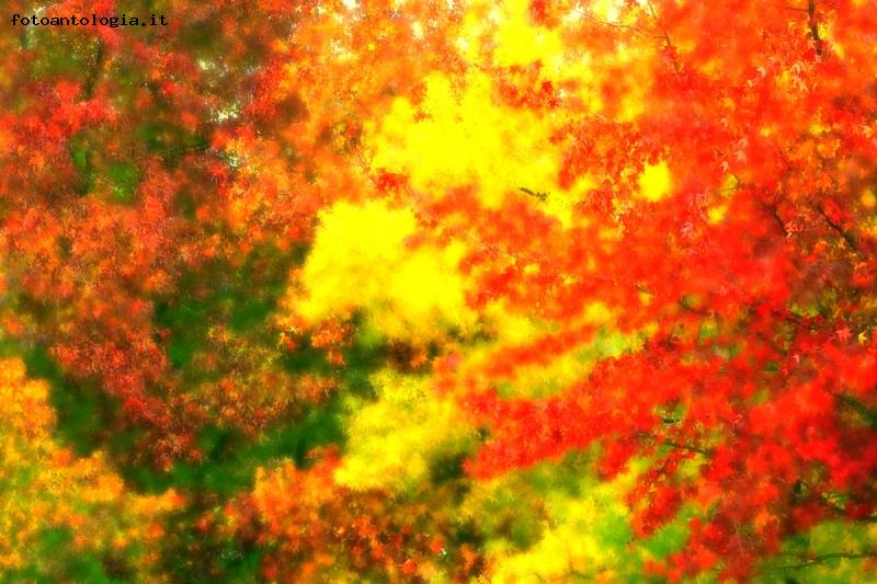 pennellate di colore