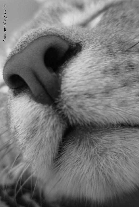 Un gatto