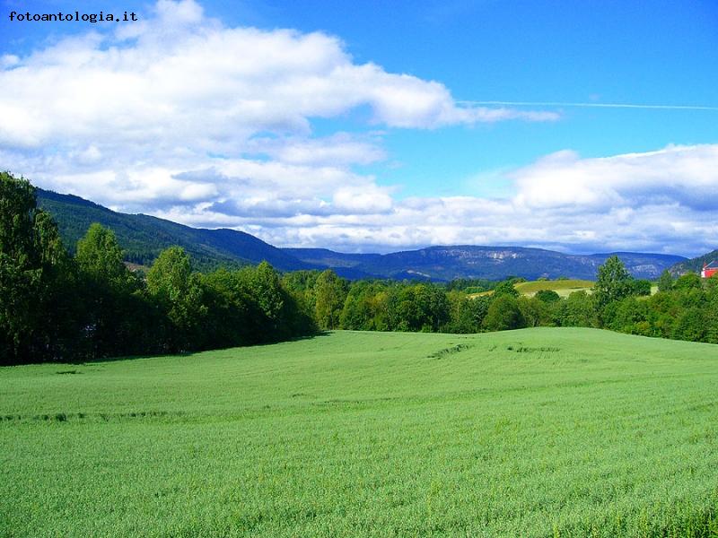 tappeto verde