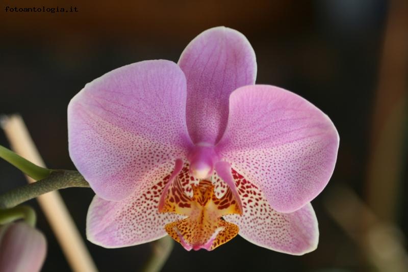 orchidea
