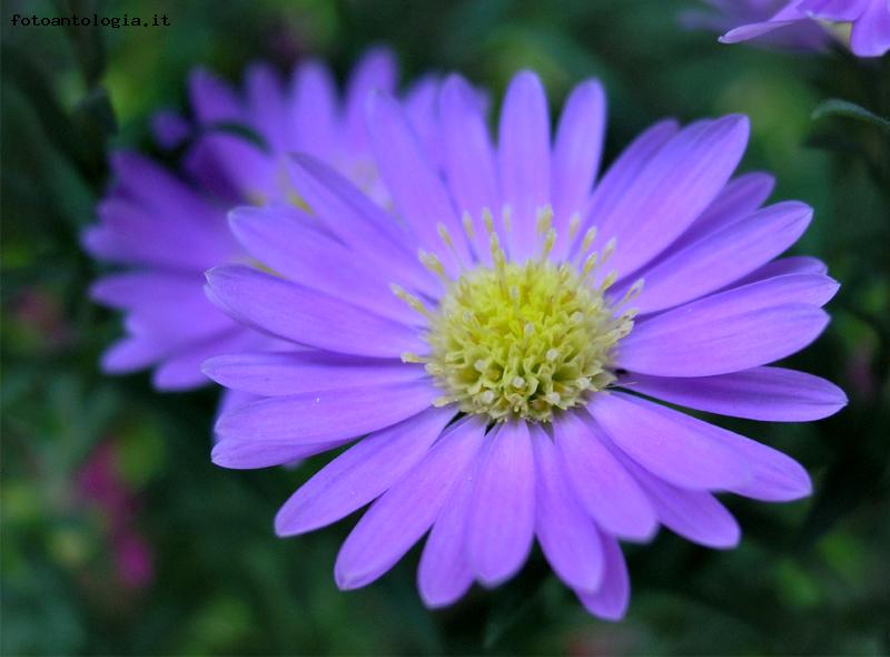 Aster Crown