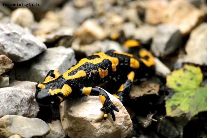SALAMANDRA ALPINA