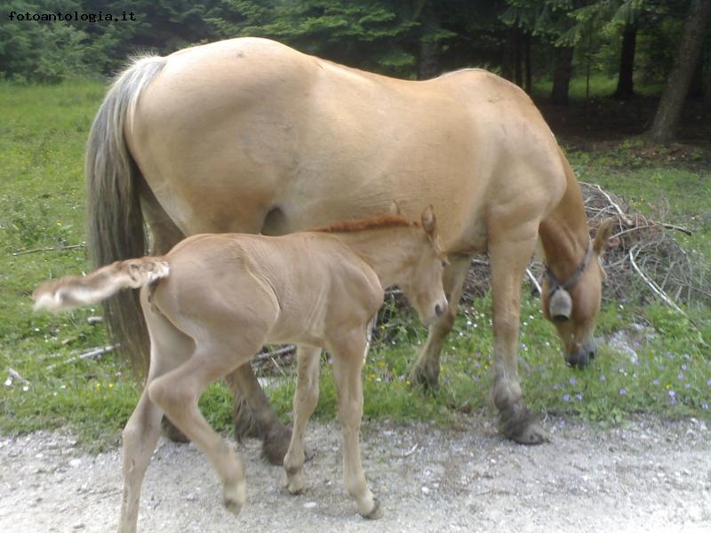 famiglia monoparentale di cavalli