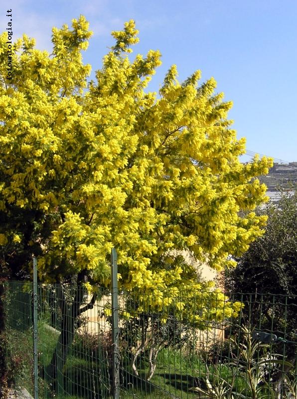 L'albero della mimosa