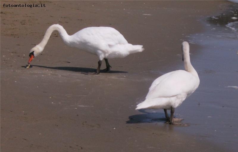 cigni sulla spiaggia