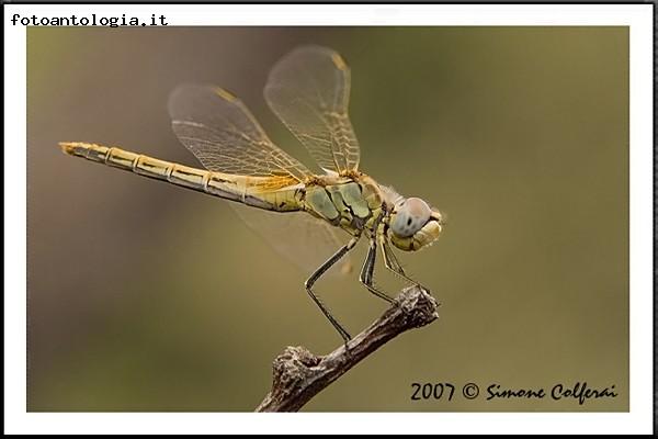 Sympetrum fonscolombii