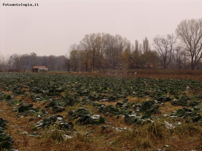 CAMPO DI VERZE