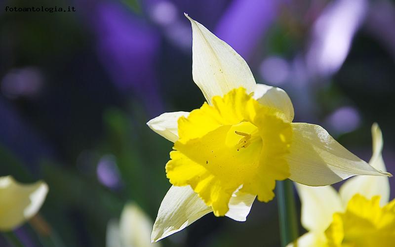 Io sono il pi� bello