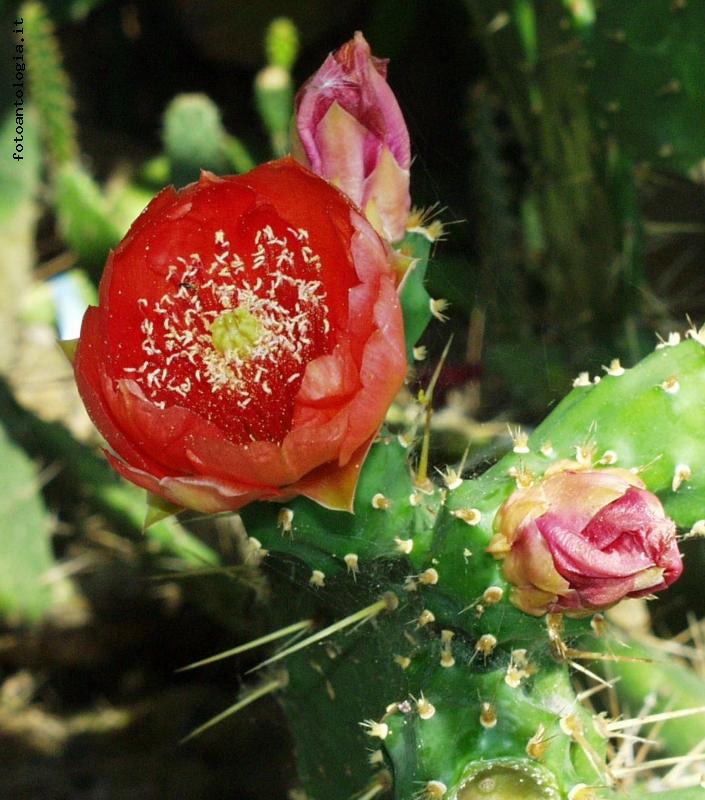 Fiori di fichi d'India