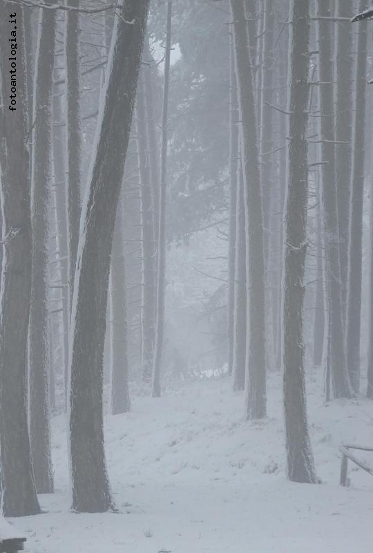 Alberi e neve