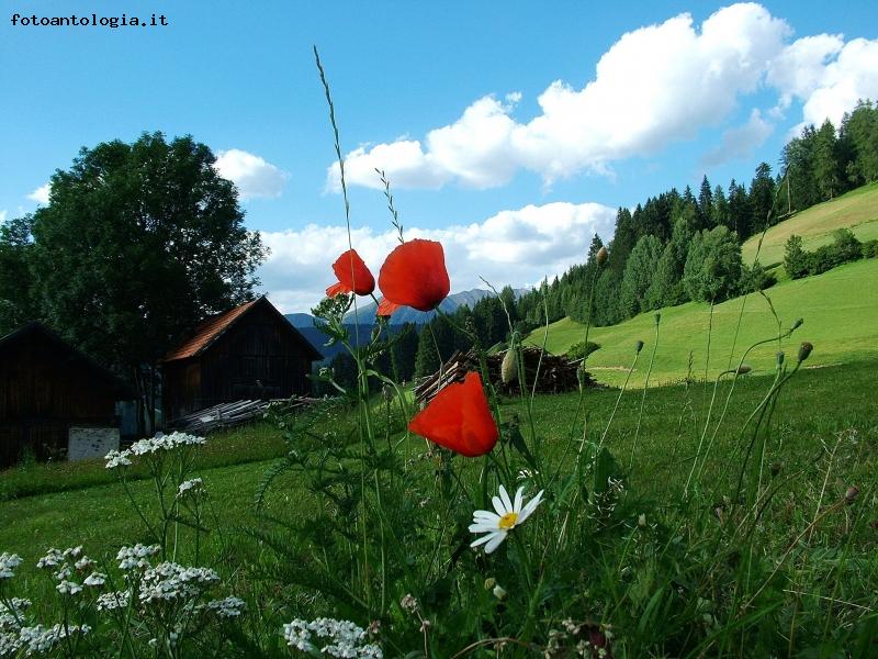 montagna d'estate