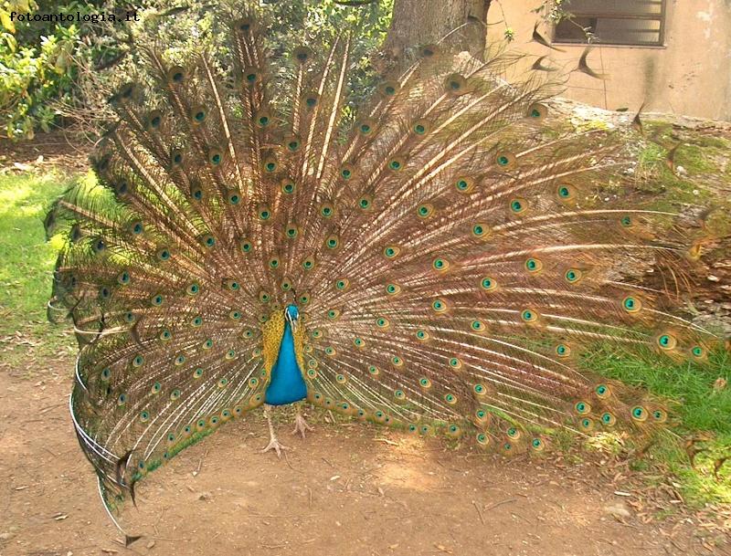 Pavoneggiarsi