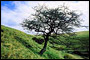 foto natura