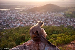 Wildlife Photographer of the Year 2010