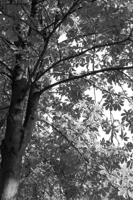 Il mio Autunno in B&W