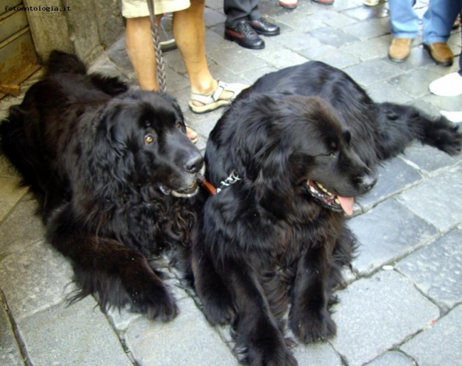Due cagnolini a spasso per Aosta