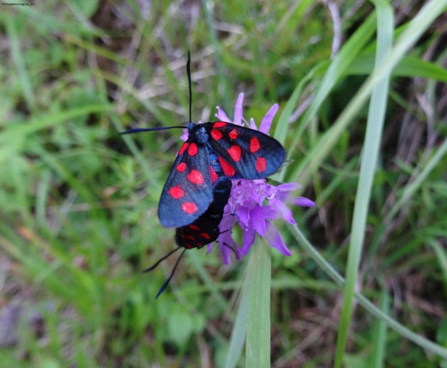 fiori di montagna