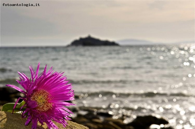 l'isola che non c'