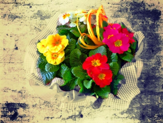 Voglia di Primavera