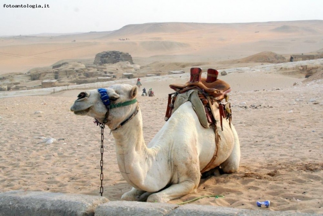 Un cammello nella Valle di Giza