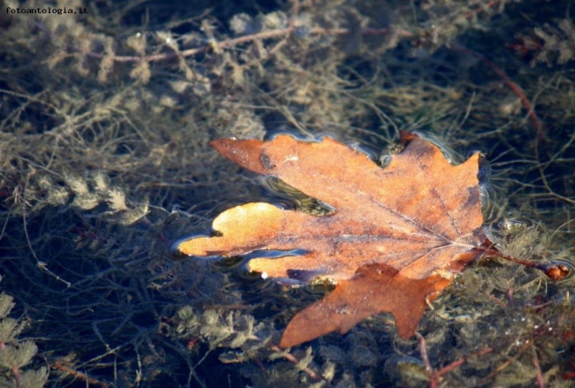 Si sta... come sugli alberi le foglie.