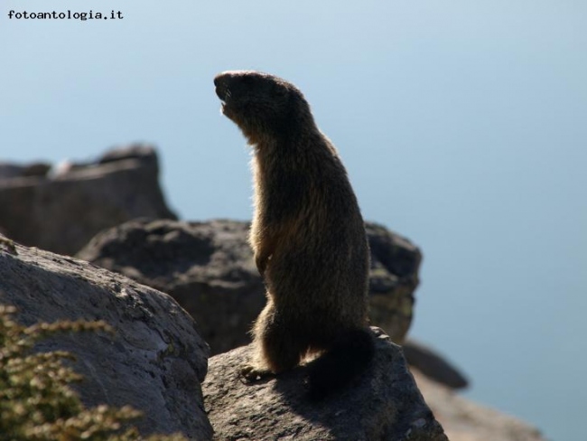 marmotta in allerta