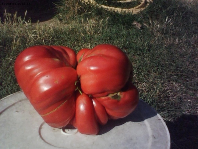 Un gigante da 2kg e cento grammi