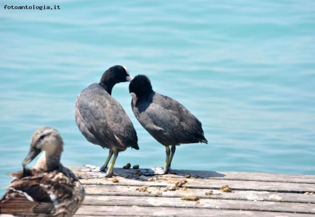 Bacio in riva al Lago