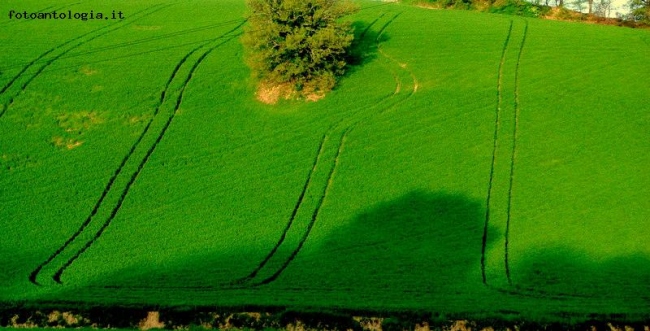 passaggi sul grano..