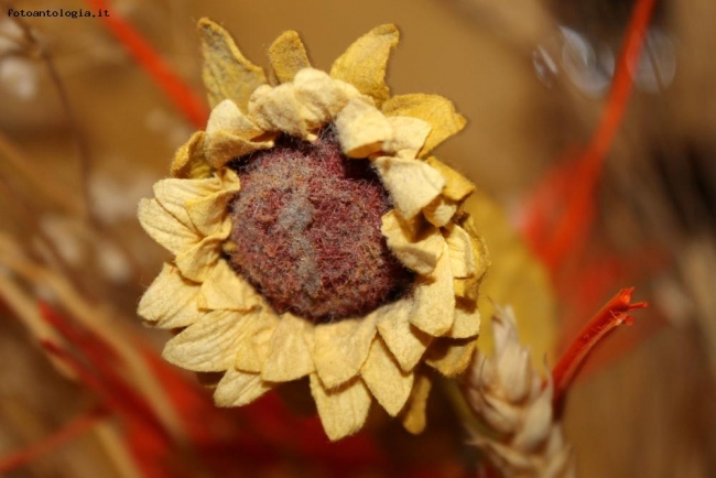 Fiore
