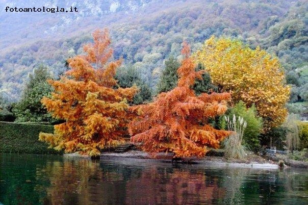 alberi ballerini