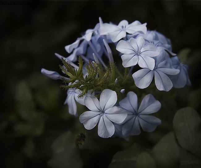 Plumbago auricolata