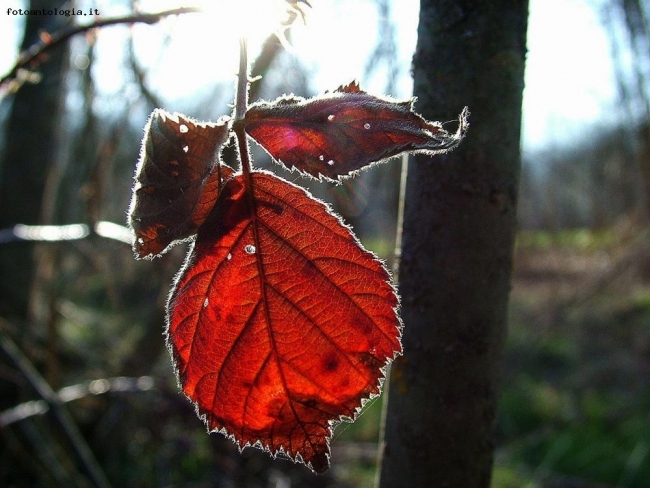 resti d'autunno