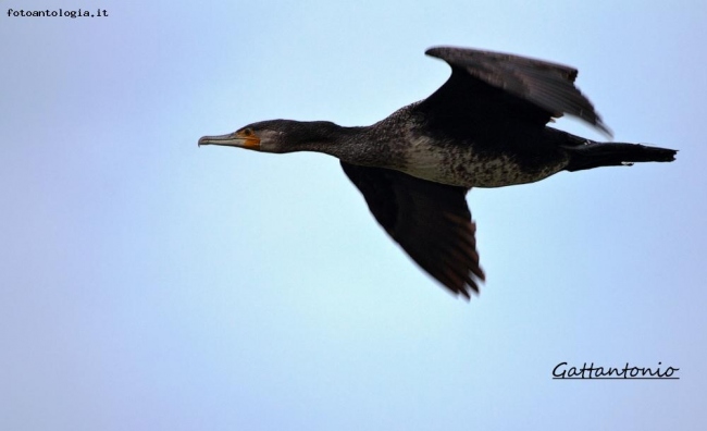 Cormorano al...volo!