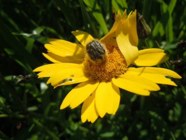 insetto su fiore