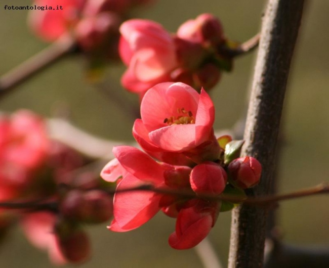  arrivata la primavera