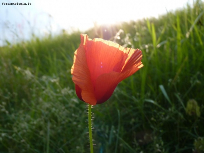 solitario