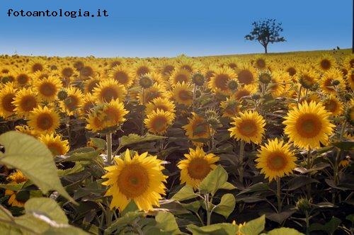 girasoli