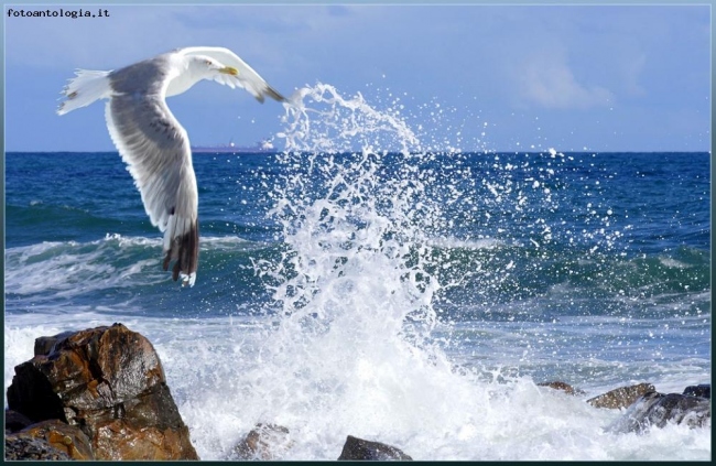 Seagull and Ocean