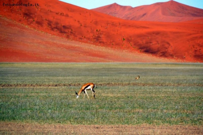 Gazzellla nel deserto