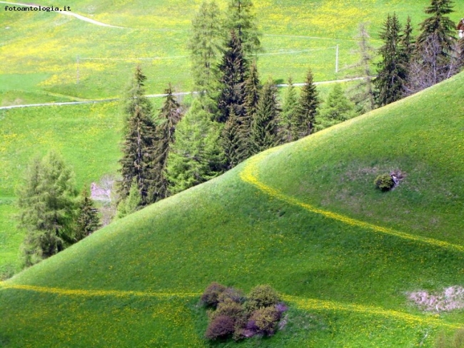 Sentieri gialli