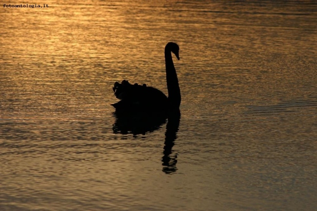 Il cigno nero