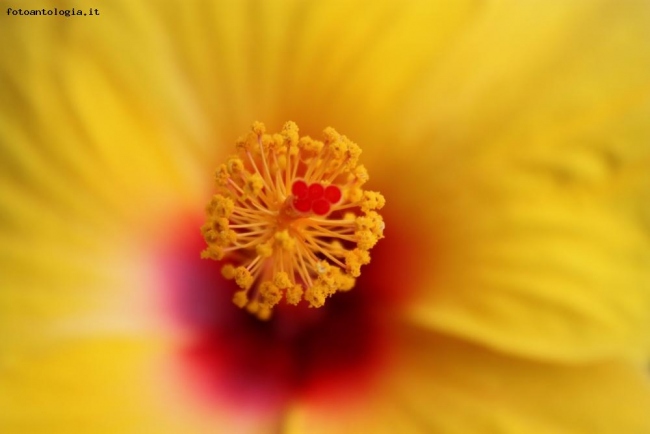 L'hibiscus