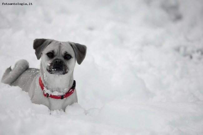 Bianca...e neve