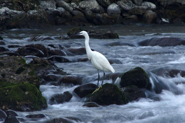 Garzetta (Egretta garzetta)