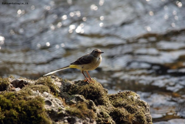 Ballerina Gialla (Motacilla cinerea)