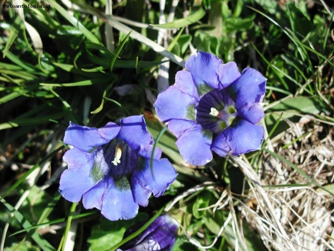 Duo floreale
