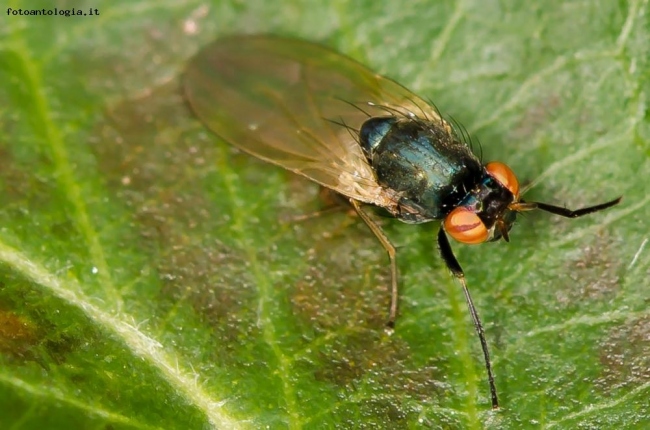 Mosca in primo piano